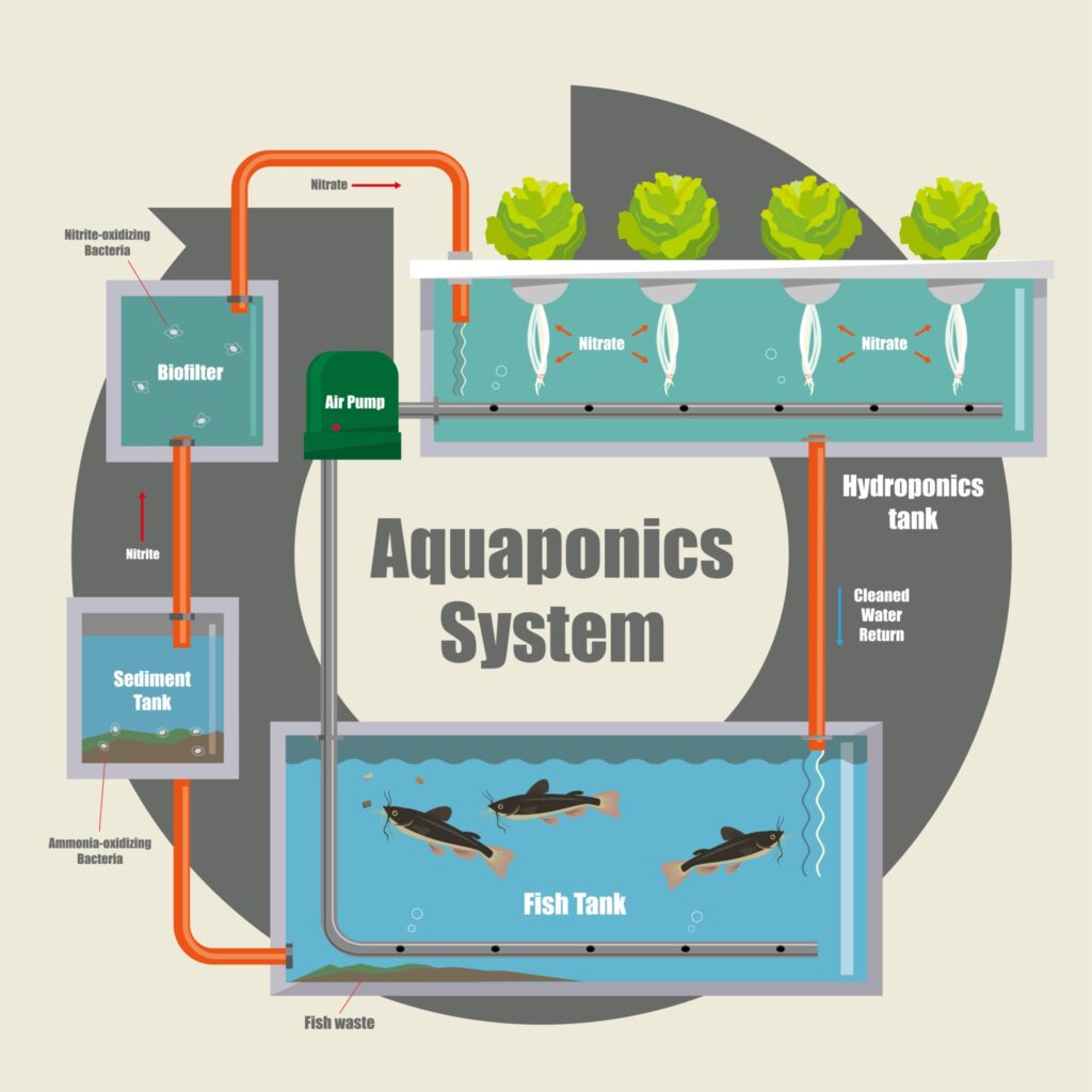 Illustrative diagram of how the Aquaponics system work